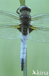 Bruine korenbout (Libellula fulva) 