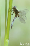 Bruine korenbout (Libellula fulva) 