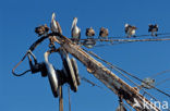 Brown pelican (Pelecanus occidentalis)