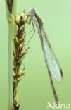 Brown Emerald Damselfly (Sympecma fusca)