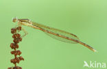 Bruine winterjuffer (Sympecma fusca) 