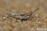 Calephorus compressicornis (Acrydium compressicornis)