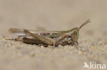 Calephorus compressicornis (Acrydium compressicornis)