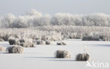 De Leijen