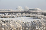 De Leijen