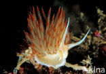 Orange Sea Slug (Godiva banyulensis)