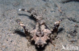 Caledonian stinger (Inimicus caledonicus)