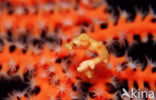 Denise’s Pygmy Seahorse (Hippocampus denise)