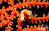 Denise’s Pygmy Seahorse (Hippocampus denise)
