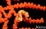 Denise’s Pygmy Seahorse (Hippocampus denise)