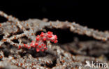 Bargibant’s Seahorse
