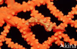 Denise’s Pygmy Seahorse (Hippocampus denise)