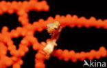 Denise’s Pygmy Seahorse (Hippocampus denise)