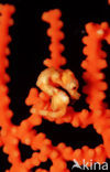 Denise’s Pygmy Seahorse (Hippocampus denise)