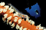 Gorgonian goby (Bryaninops amplus)