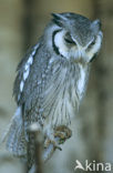 European Scops-Owl (Otus scops)