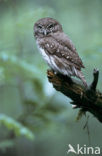 Eurasian Pygmy-Owl (Glaucidium passerinum)