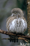 Eurasian Pygmy-Owl (Glaucidium passerinum)