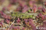 Eastern Long-winged grasshopper (Epacromius tergestinus)