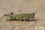 Eastern Long-winged grasshopper (Epacromius tergestinus)