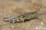 Eastern Long-winged grasshopper (Epacromius tergestinus)