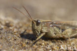 Eastern Long-winged grasshopper (Epacromius tergestinus)