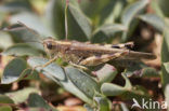 Eastern Long-winged grasshopper (Epacromius tergestinus)