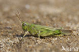Eastern Long-winged grasshopper (Epacromius tergestinus)
