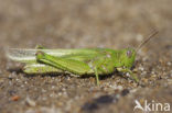 Eastern Long-winged grasshopper (Epacromius tergestinus)