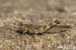 Eastern Long-winged grasshopper (Epacromius tergestinus)