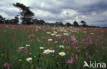 Echte koekoeksbloem (Lychnis flos-cuculi)