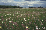 Echte koekoeksbloem (Lychnis flos-cuculi)