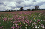 Echte koekoeksbloem (Lychnis flos-cuculi)