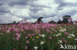 Echte koekoeksbloem (Lychnis flos-cuculi)