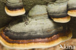 Echte tonderzwam (Fomes fomentarius)