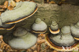 Echte tonderzwam (Fomes fomentarius)