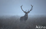 Red Deer (Cervus elaphus)