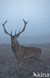 Red Deer (Cervus elaphus)