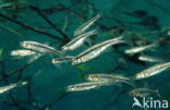 Minnow (Phoxinus phoxinus)