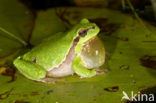 Europese boomkikker (Hyla arborea) 