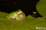 European Tree Frog (Hyla arborea)