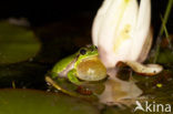 European Tree Frog (Hyla arborea)