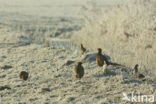 Ring-necked Pheasant (Phasianus colchicus)