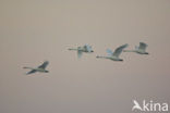 Whistling Swan (Cygnus columbianus)