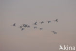 Whistling Swan (Cygnus columbianus)