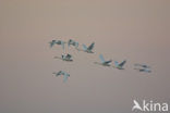 Whistling Swan (Cygnus columbianus)