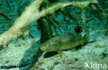 Arctic charr (Salvelinus alpinus)