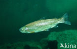 Rainbow Trout (Oncorhynchus mykiss)