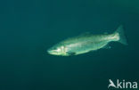 Rainbow Trout (Oncorhynchus mykiss)