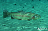 Rainbow Trout (Oncorhynchus mykiss)